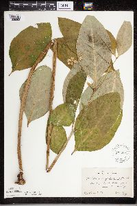 Asclepias exaltata image