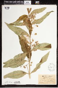 Asclepias exaltata image