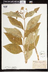 Asclepias exaltata image