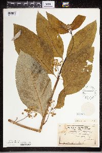 Asclepias exaltata image