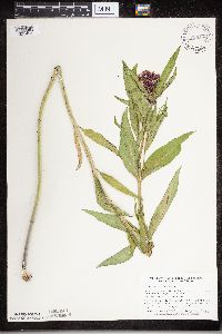 Thumbnail image of current specimen