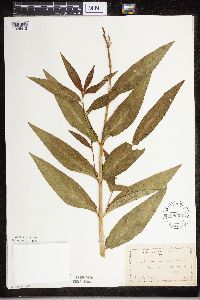 Asclepias incarnata image