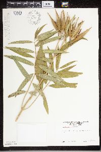 thumbnail image of current specimen