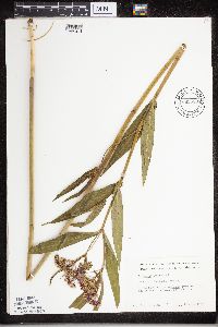 Asclepias incarnata image