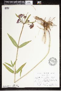 Asclepias incarnata image