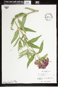 Asclepias incarnata image