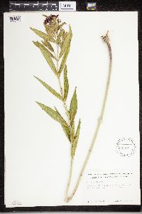 Asclepias incarnata image