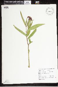 Asclepias incarnata image