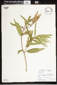 Asclepias incarnata image