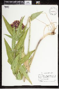 Asclepias incarnata image