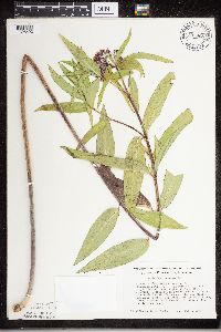 Asclepias incarnata image