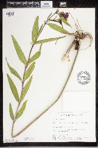 Asclepias incarnata image