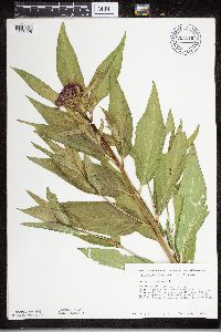 Asclepias incarnata image