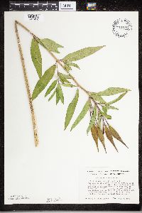 Asclepias incarnata image