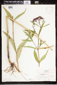 Asclepias incarnata image