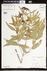 Asclepias incarnata image