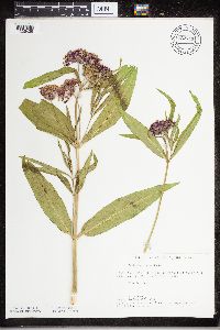 Asclepias incarnata image