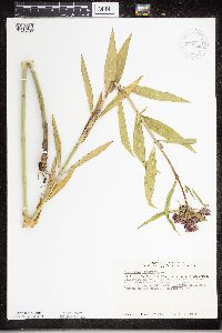 Asclepias incarnata image