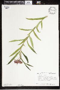 Asclepias incarnata image