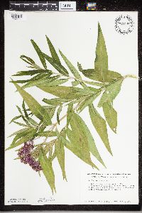 Asclepias incarnata image