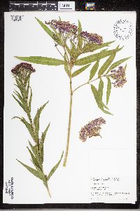 thumbnail image of current specimen