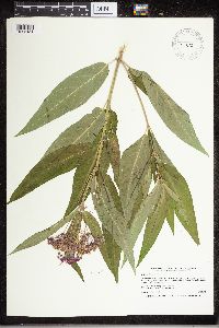 Asclepias incarnata image