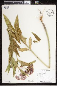 Asclepias incarnata image