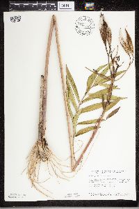 Asclepias incarnata image