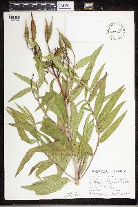 Asclepias incarnata image