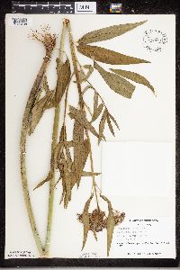 Asclepias incarnata image