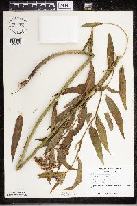 Asclepias incarnata image
