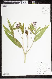 Asclepias incarnata image