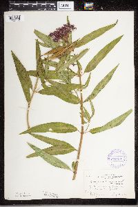 Asclepias incarnata image