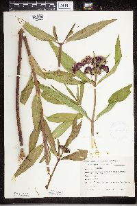 Asclepias incarnata image