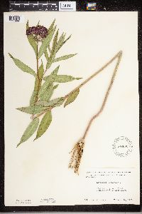 Asclepias incarnata image