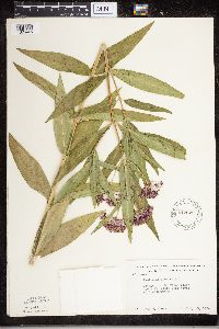 Asclepias incarnata image