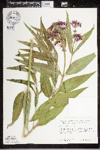 Thumbnail image of current specimen