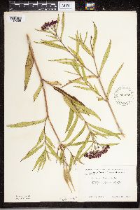 thumbnail image of current specimen