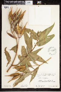 Asclepias incarnata image