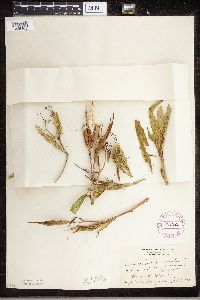 Asclepias incarnata image