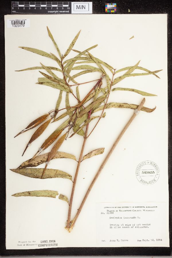 Asclepias incarnata image