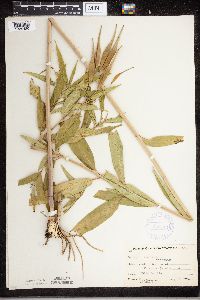 Asclepias incarnata image