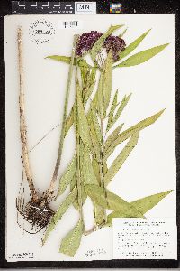 Asclepias incarnata image