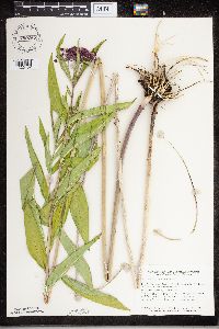 Asclepias incarnata image