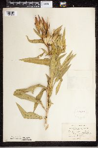 Asclepias incarnata image