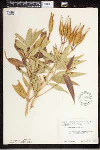 Asclepias incarnata image