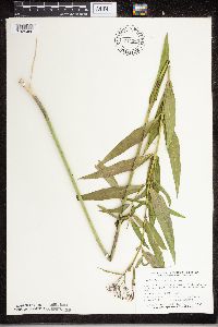 Asclepias incarnata image