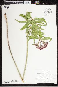 Asclepias incarnata image