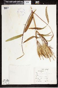 Asclepias incarnata image