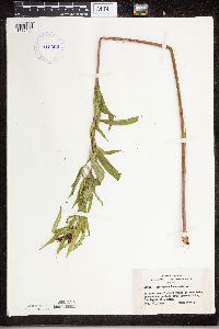 Asclepias incarnata image